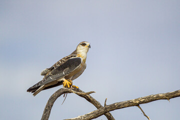 Juvenile Black-shouldered kite sitting on a branch with its prey 