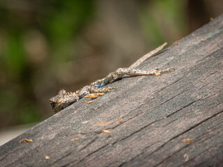 Little lizard on wood