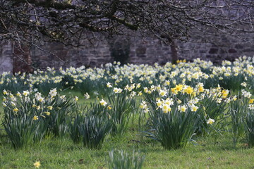 White and yellow daffodils in walled garden 