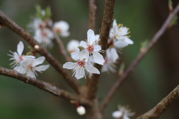 White flowers