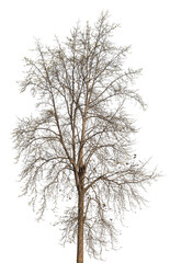 Fototapeta premium Branch of dead tree with clipping path isolated on white background.