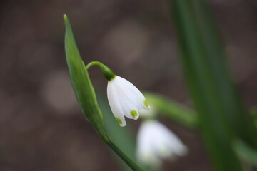 snowdrop flower 