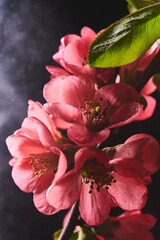 Obraz na płótnie Canvas A beautiful image of spring pink flowers over dark background