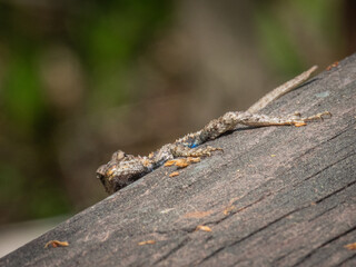 Little lizard on wood