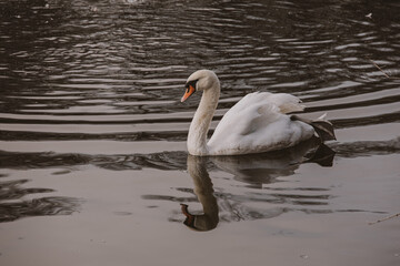 white swan bird floating on dark water