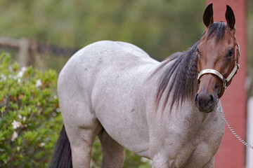 Cavalo Quarto de Milha