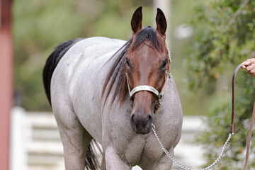 Cavalo Quarto de Milha