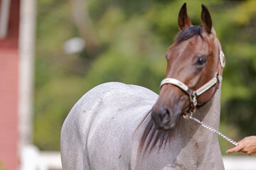 Cavalo Quarto de Milha