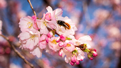 Fototapeta premium Spring in Barona - Milano