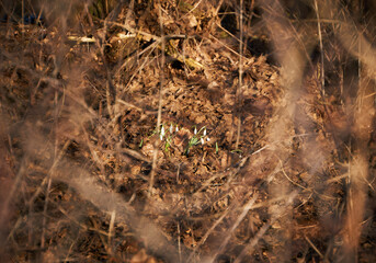 Der Frühling naht und die Natur erwacht