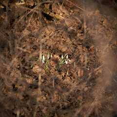 Der Frühling naht und die Natur erwacht