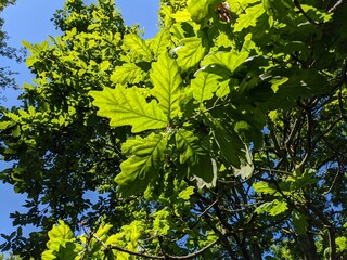 Oak Tree in Regent's Park 1