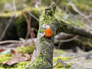 Yellow brain fungus in the woods 1