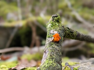 Yellow brain fungus in the woods 2