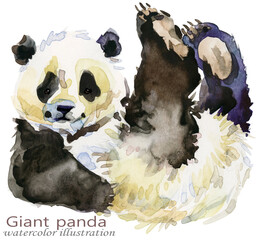 Panda bear hand draw watercolor illustration