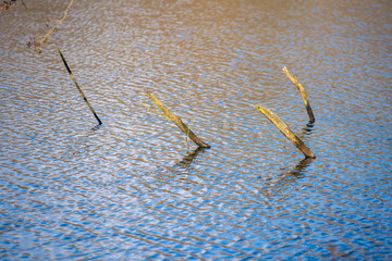 branches sticking out of the water