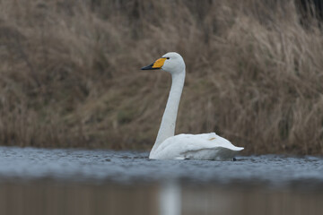 A whooper swan swimming by on a cloudy day, photographed in the Netherlands.