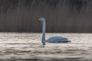 Two Whooper swans swimming by at sunset, photographed in the Netherlands.