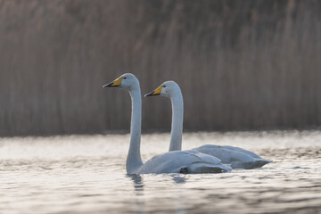 Two Whooper swans swimming by at sunset, photographed in the Netherlands.