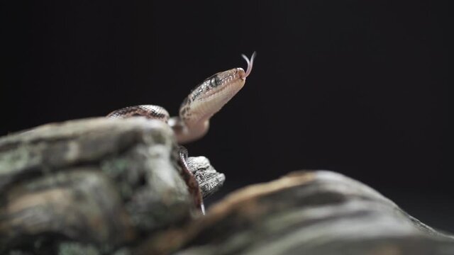 Very extreme closeup of a hungry snake