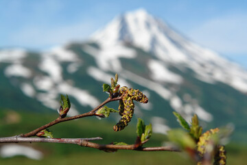 A close up of female and male catkins of green alder (Alnus alnobetula subsp. fruticosa or Alnus viridis subsp. fruticosa), Vilyuchinsky volcano (Vilyuchik stratovolcano) is visible in the background