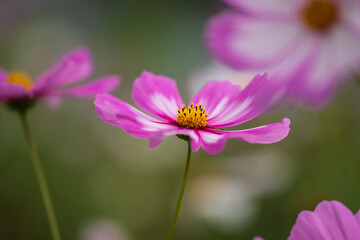 Obraz premium pink wild flowers in grassland