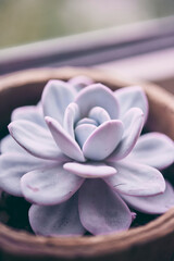 Image of succulent in the greenhouse on the wooden board