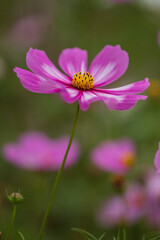 pink wild flowers in grassland