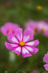 Obraz premium pink wild flowers in grassland