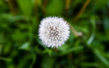 Dandelion in the grass