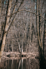 Forest in spring with black brown trees without leaves, park