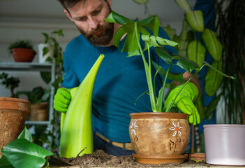 man planting houseplants indoors home gardening