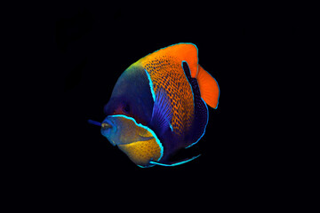 Blue-girdled Angelfish (Pomacanthus navarchus, aka Majestic Angelfish), on Black Background. Raja Ampat, West Papua, Indonesia
