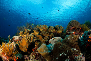Coral Reef outside Koon. Banda Islands, Indonesia