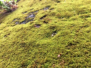 moss on the rocks
