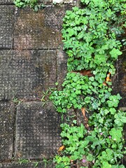 green ivy on the wall