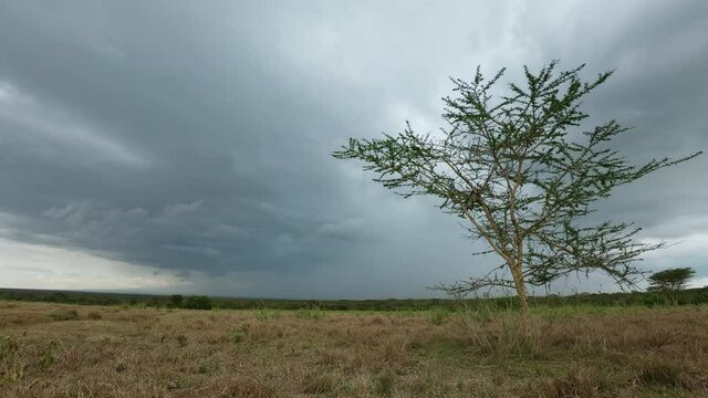 Rain clouds time lapse in african savannah