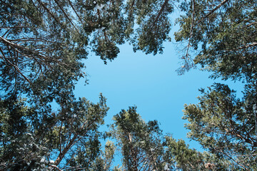 View from below, tops of tall trees of pine forest and blue sky.