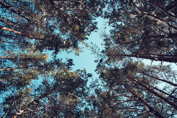 Fototapeta na wymiar View from below, tops of tall trees of pine forest and blue sky.