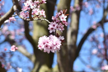 pink cherry blossom
