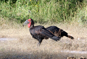 Two Ground Hornbills, Okavango Delta
