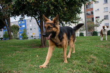 dogs playing in the park 