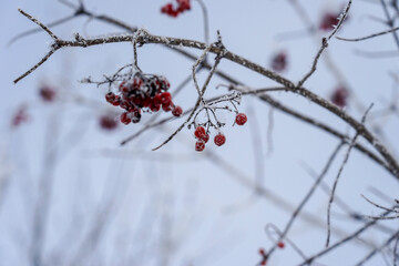 Frost on dry flowers and tree branches with fruits.