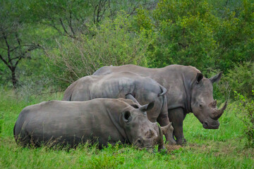 Naklejka na ściany i meble 4 Rhinos in the morning