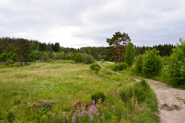 Fototapeta na wymiar russian abandoned grassland in forest