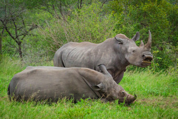 Rhino Awakening
