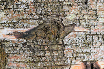 Birch bark for the backdrop. Cracks, defects, twists. Color - white, green, red-brown.