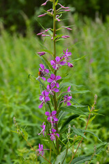 flower in the forest