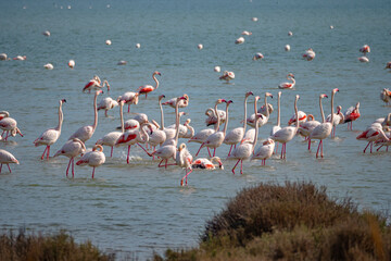 Male pink flamingos start to congrigate and show off during mating season