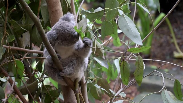 a koala joey inspects a eucalyptus leaf before eating it at blackbutt nature reserve in newcastle, australia
